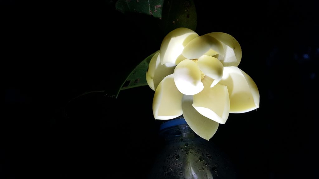 White magnolia blossom in a plastic water bottle