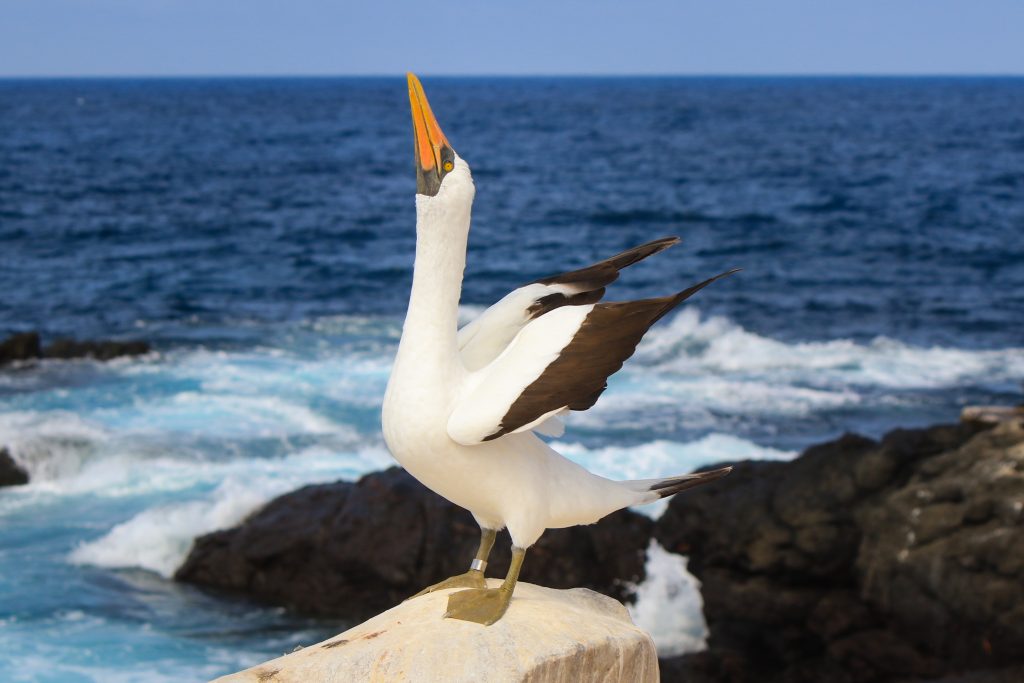 A Nazca booby "skypointing."