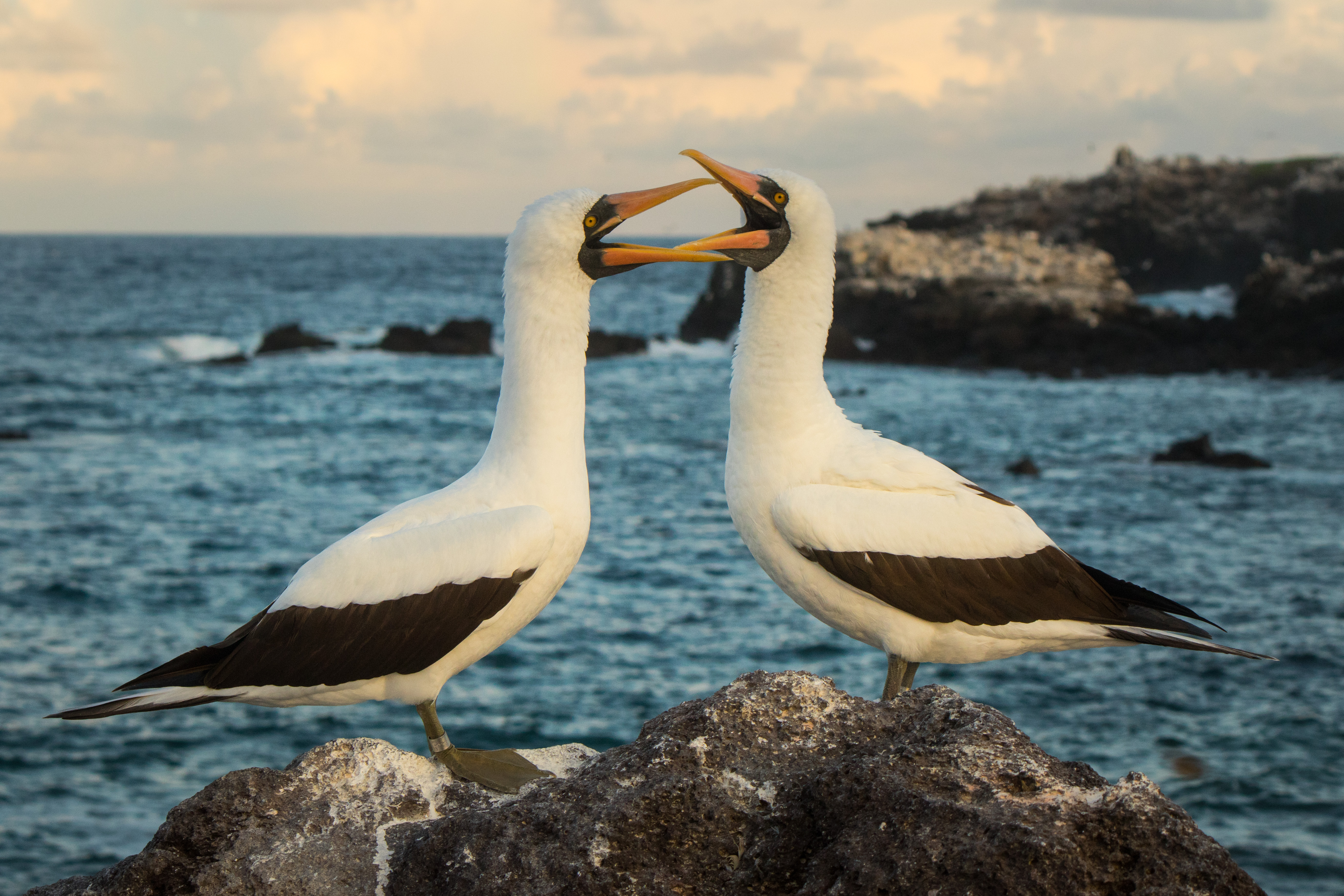 A Different Feather: SIT Ecuador alum Jenny Howard studies seabirds