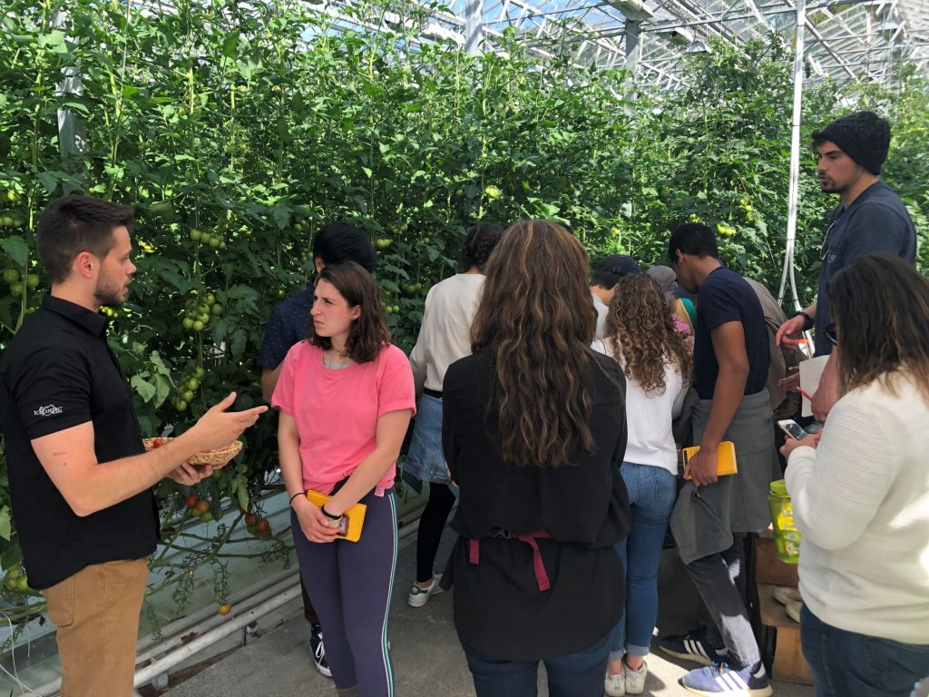 Students look at tomato plants in a greenhouse.