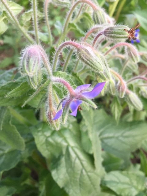 Harvesting food, inspiration, and joy from SIT’s community garden