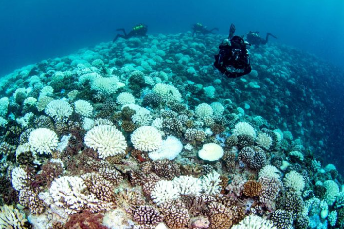 Coral colonies find ways to fight climate change