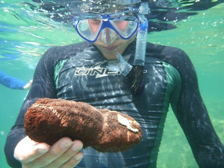 A snorkler in the ocean holds and examines a large brown object.