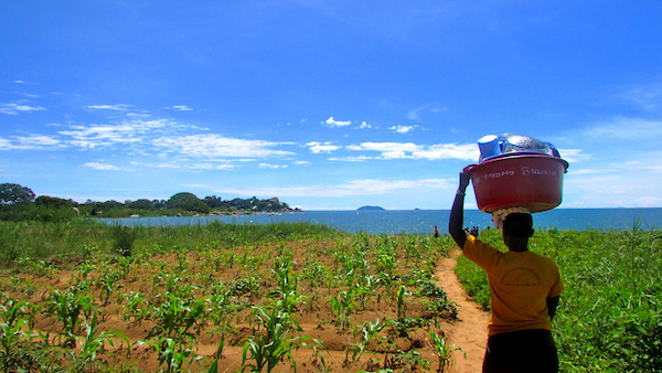 A human carries a bucket on their head and walks a path through greenery toward a large body of water.