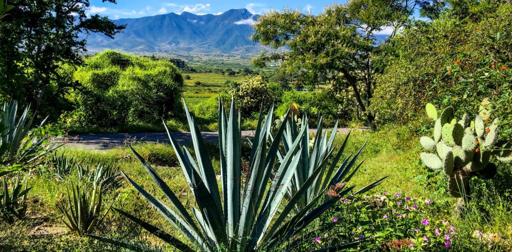A Mexico landscape with lush green plants set against a mountainous backdrop