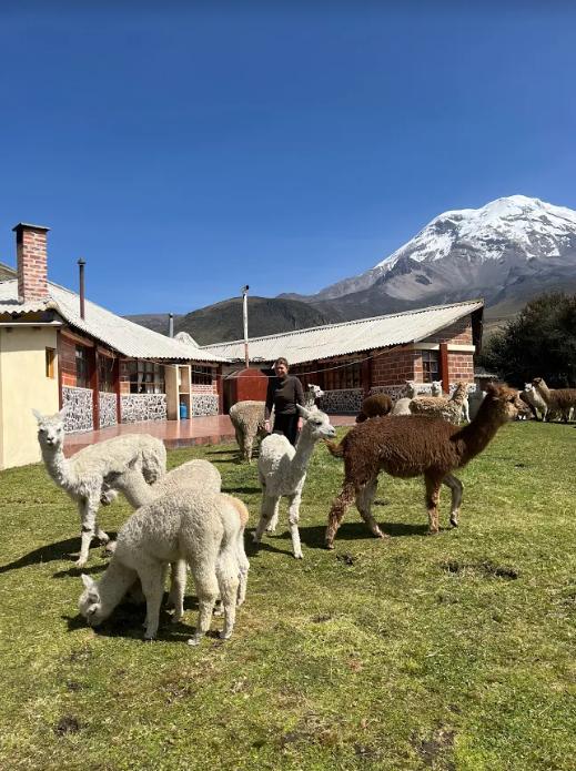 Several alpacas and person in a field with a building and snow-capped mountain in the background.