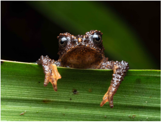 Alumni unearth seven potential frog types