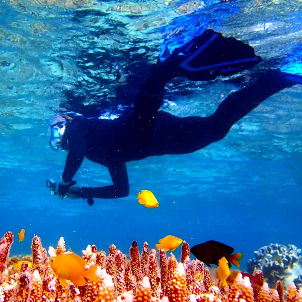 An undersea diver in wetsuit and mask looks at coral reefsin a blue ocean. Yellow fish swim nearby.