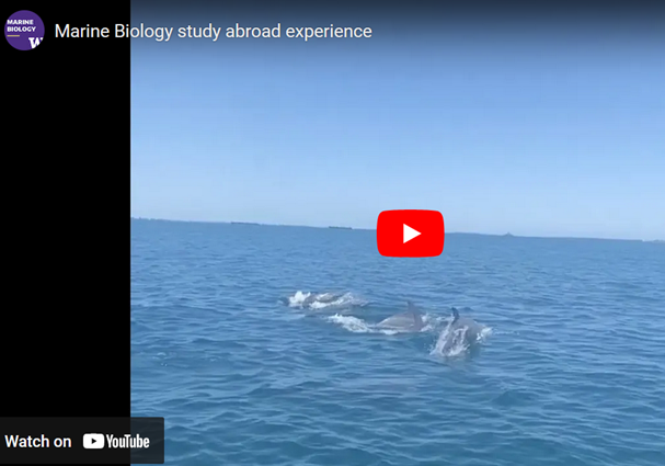 Dolphins surface in the ocean -- a screen show of a YouTube video