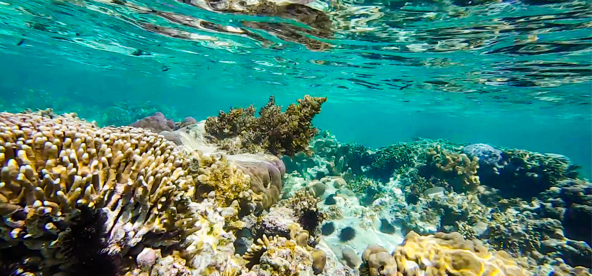 Join SIT on a fully funded FulbrightHays faculty summer program in